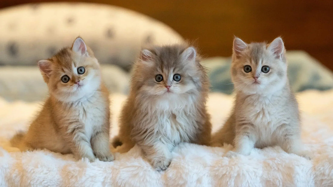 How Long Do Cats Live?
