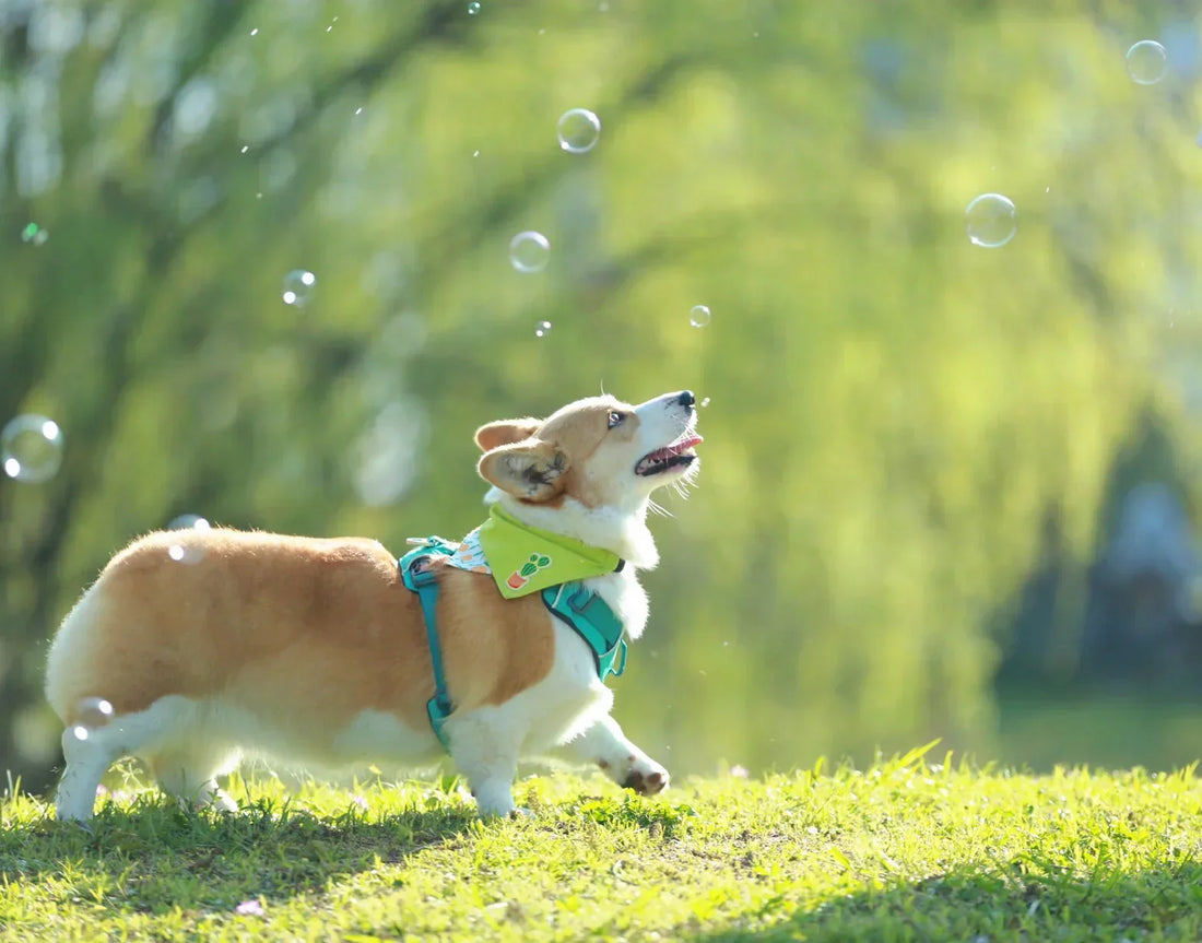 Understanding dog behavior: A guide to decoding 28 canine communication signals.