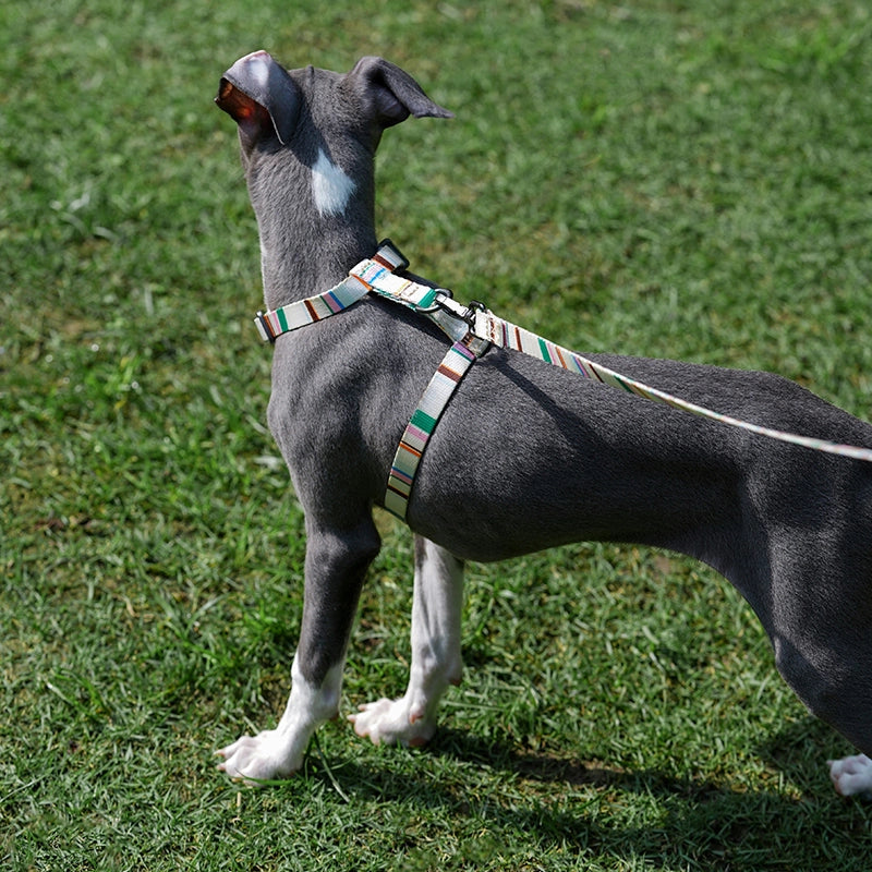 Stripes Pet Leash
