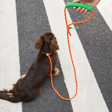 All-in-One Dog Leash
