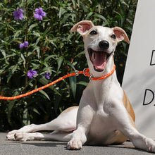 All-in-One Dog Leash