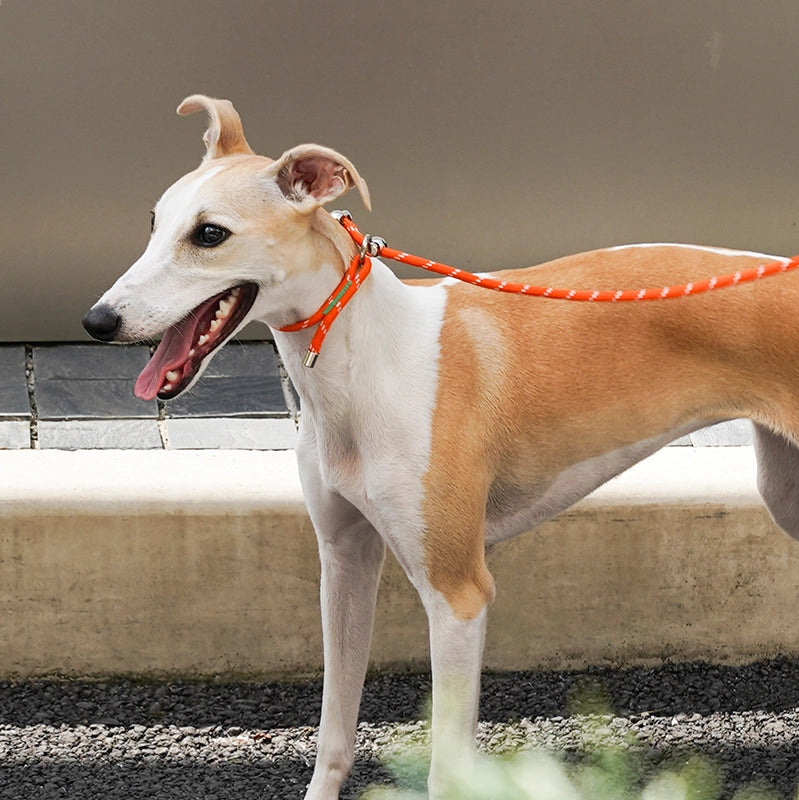 All-in-One Dog Leash