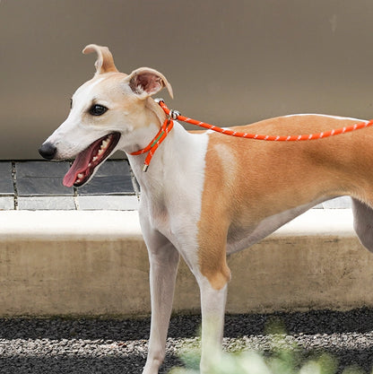 All-in-One Dog Leash