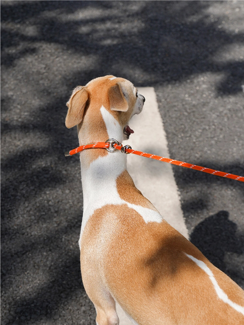 All-in-One Dog Leash