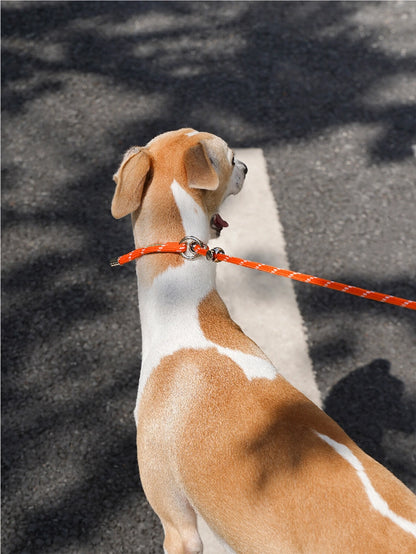 All-in-One Dog Leash