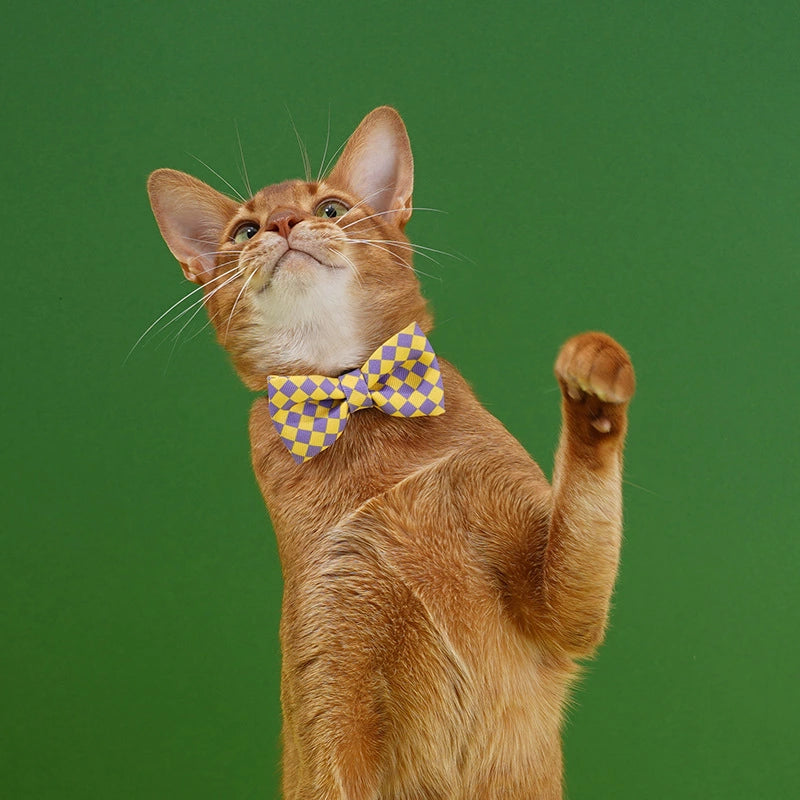 Cute Cat Collar