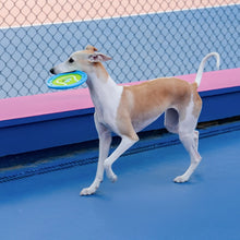 Interactive Dog Flying Disc Toy